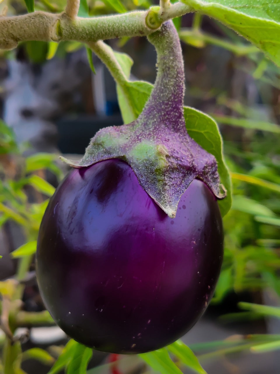 Brinjal