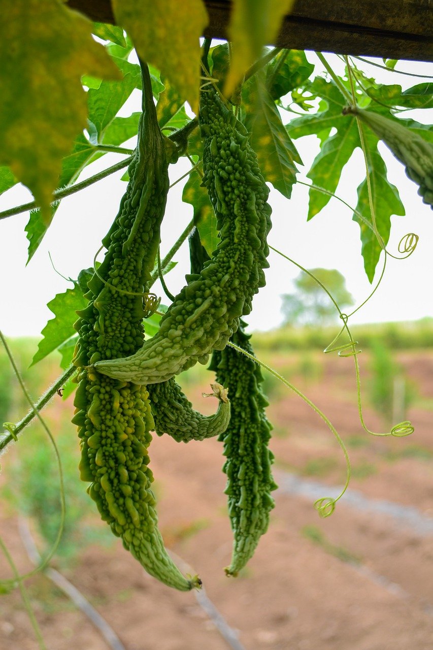 Bitter Gourd